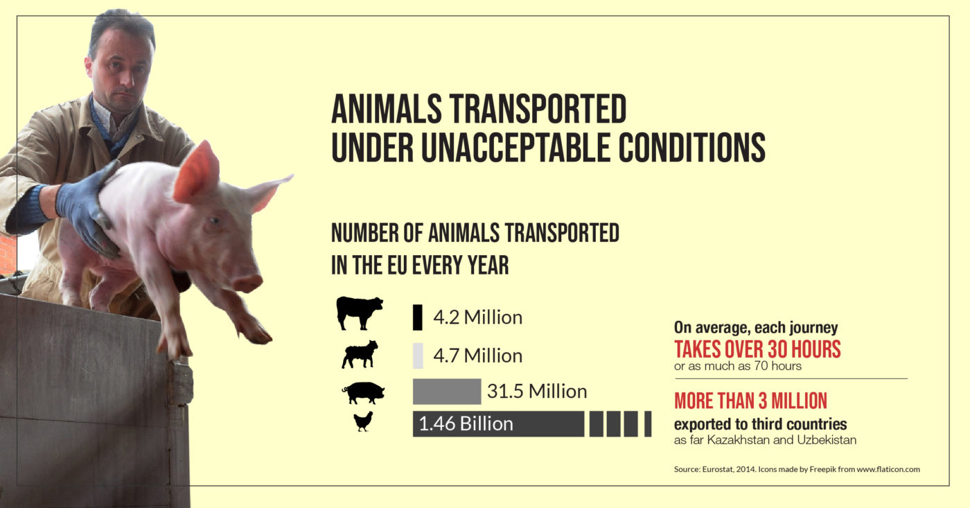 Does The Eu Respect Animal Welfare During Transport An Explainer Left